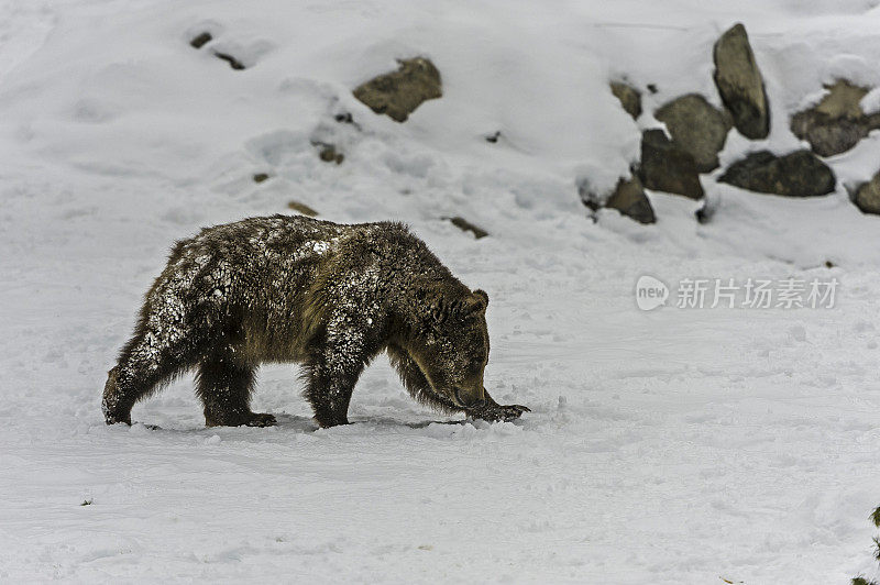 灰熊(Ursus arctos horribilis)，也被称为银头熊，灰熊，或北美棕熊，是棕熊(Ursus arctos)的一个亚种。在冬天的时候。